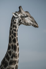 Obraz premium Close -up giraffe portrait set against sky 