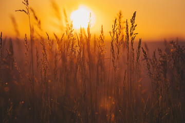 Obraz premium Golden sun sets over tall grass fields creating a warm glow in the sky as day turns to night during evening hours