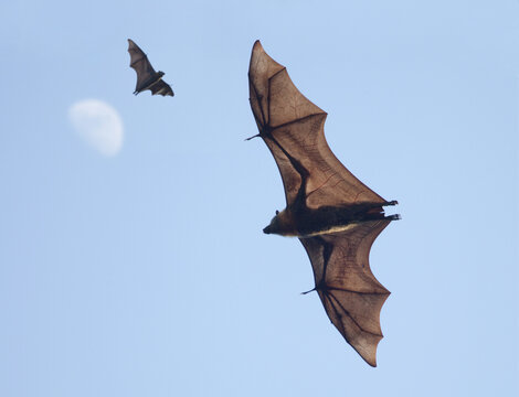 View of two fruit bats flying through the clear blue sky with a crescent moon in Sydney, New South Wales, Australia.