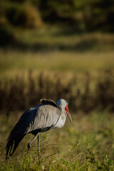 Fototapeta premium yellow billed stork kumaga Botswana 