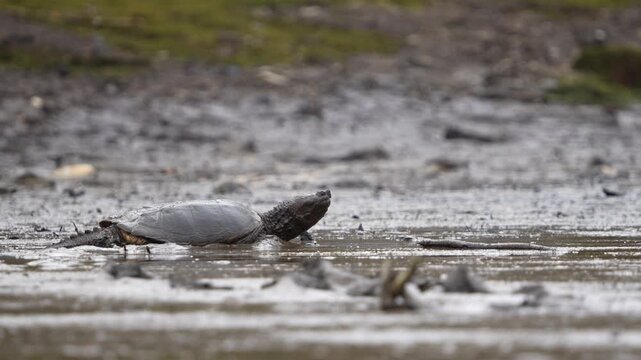 Snapping Turtle Wading Through Mud