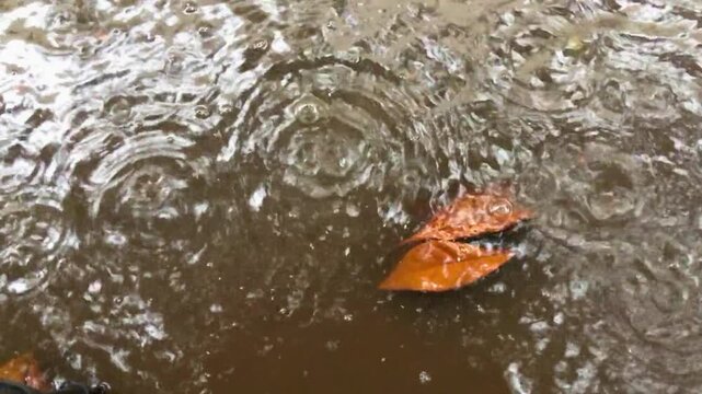 Close-up of rainy weather patterns and water splashes over wet ground in autumn.
