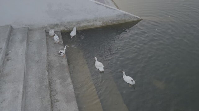 Bird Swimming in Calm Sacred Water Body