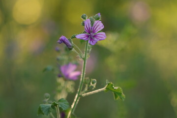  fiore di malva in primavera al tramonto  © Simona
