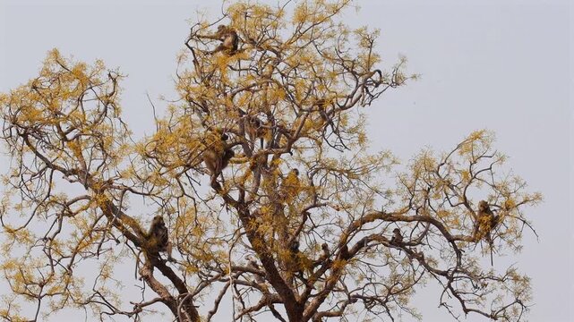 chacma baboon family, Papio ursinus, in tree eating its fruits 786  
