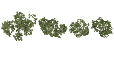 Fototapeta premium Collection of Eucalyptus plants on transparent background from the top view