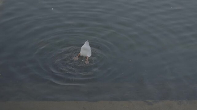 White Egret Swimming in a Peaceful Temple Pond
