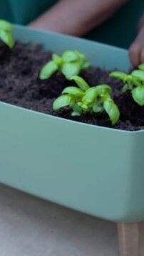 Vertical video: Pressing hands smoothing soil in planter at table planting herbs wearing green top