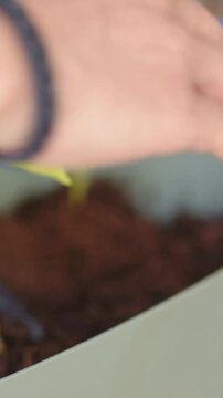 Vertical video: Reaching hand with cord pressing soil, steadying sprouts in planter on desk, trowel
