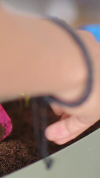 Vertical video: Reaching hand pressing soil around seedling in pot with pink trowel to secure plant