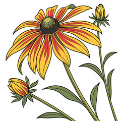 black eyed susan colorful on white background © MOHAMMADRIPON