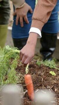 Vertical video: Reaching woman white cuff pulling carrot tops from raised bed teaching in boots