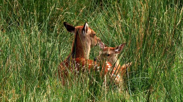 fallow deer, Dama dama, mother and calf, hidden in the grass 010
