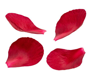 Fototapeta premium Red peony petals isolated on white background