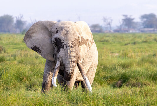 African elephant bull tusker named Pascal who was wading and giving himself a mudbath in Amboseli National Park in East Africa Kenya KEN