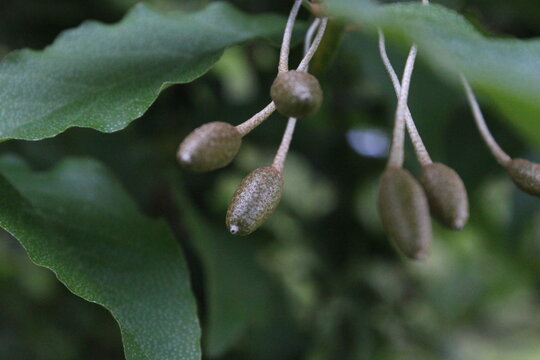 Autumn oleaster Silverberry