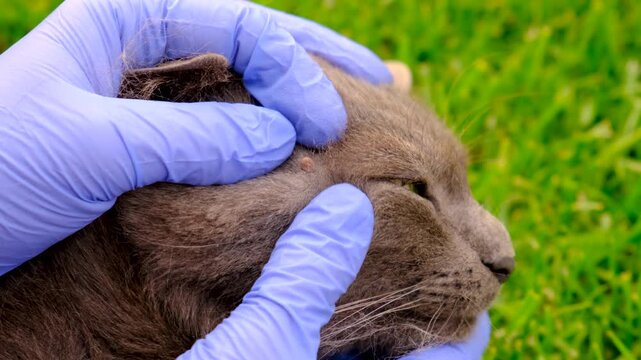 tick on a cat. Selective focus.