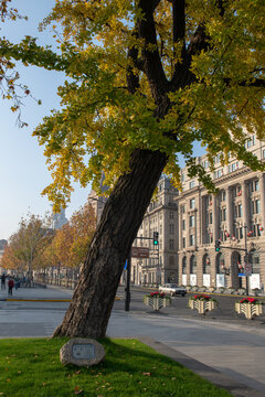 View of a large ginkgo tree with vibrant yellow autumn foliage standing beside the historic buildings of The Bund along a city street in Shanghai, Shanghai, China.