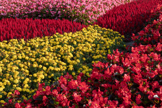 View of vibrant rows of red, yellow, and pink flowers in a public park in Shanghai, Shanghai, China.