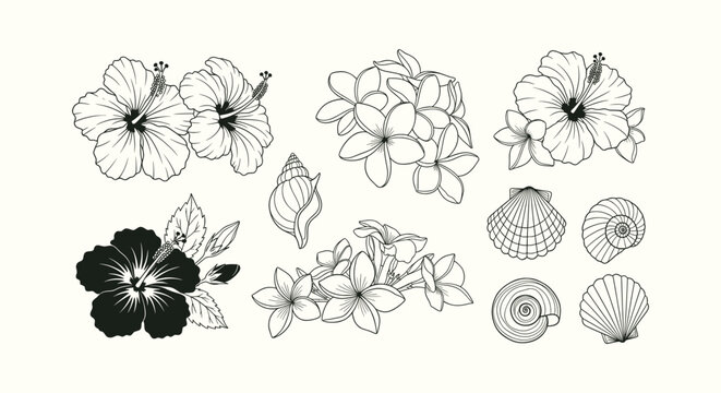 Minimalist Tropical Botanical Line Art Collection Featuring Hibiscus Plumeria Flowers and Shells
