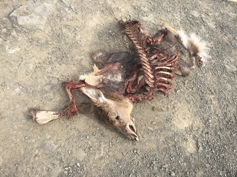 dead deer carcass