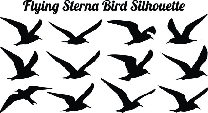 Flying sterna sea bird silhouettes in different flight positions for coastal decorations