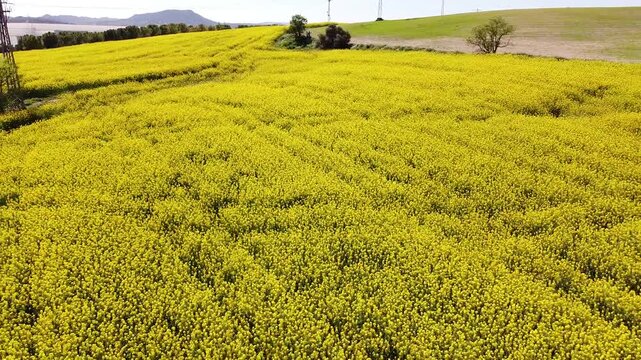campos de Flos