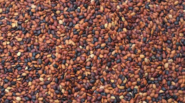 Healthy Horse Gram Lentils Macro Shot for Indian Food and Agriculture Video. 