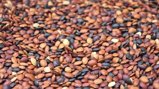 Raw Kulthi Dal Grains Detailed Texture Healthy Legume Background. Close Up Selective Focus of Raw Horse Gram Lentil Background.