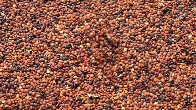 Healthy Organic Horse Gram Seeds Heap Kulthi Dal Background. Dry Organic Horse Gram Lentil Texture Food Background.