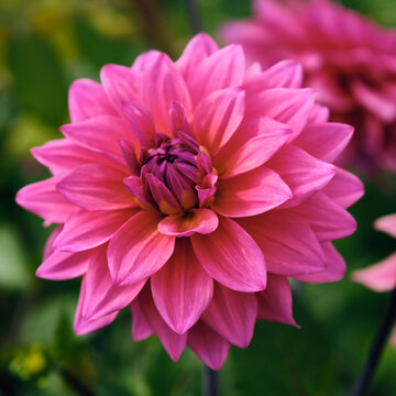 View of a vibrant pink dahlia flower in full bloom with delicate petals and a soft green background Bosjokloster, Skane County, Sweden.