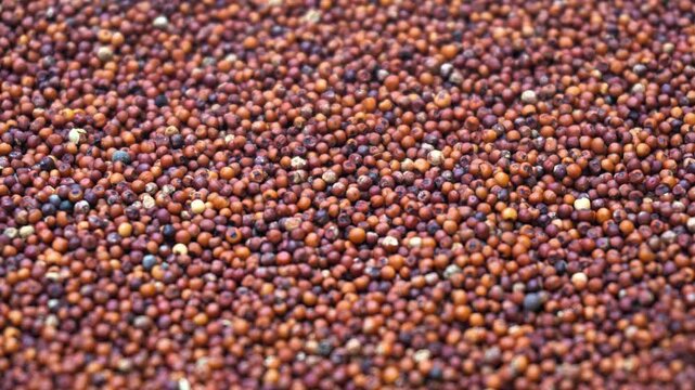 Macro Texture of Raw Finger Millet Grains Close Up Background. Healthy Organic Ragi Seeds Heap Red Millet Grain. Nutritional Superfood Background.