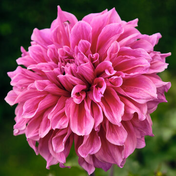 View of a vibrant pink dahlia flower in full bloom with intricate layers of petals in the Abbey Gardens, Bosjokloster, Skane County, Sweden.