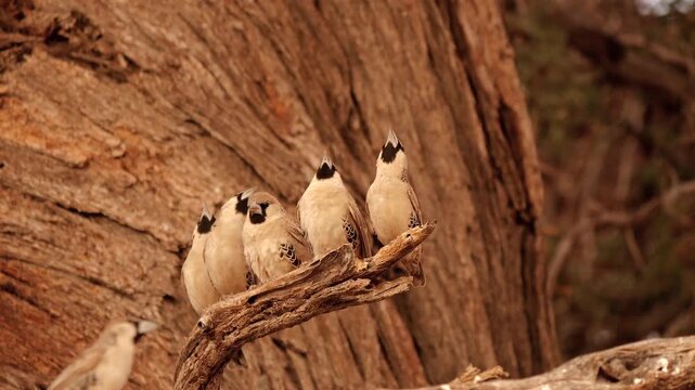 sociable weavers, Philetairus socius, look up excitedly und fly to their nest 2  
