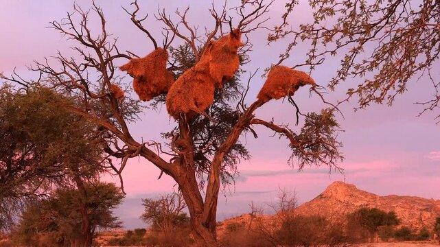 tree with many of huge nests of sociable weavers in the Namib 4