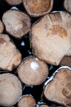 View of stacked wooden logs with light snow on the bark in the forest of the Eifel region in Kelberg, Rhineland-Palatinate, Germany.