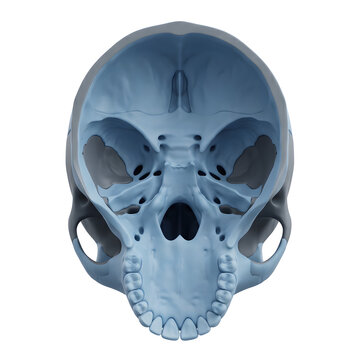 Anatomical 3D Render of a Human Skull, Superior View