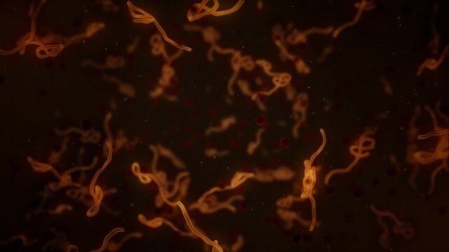 Microscopic view of infectious Ebola Virus cells or virions and red blood cells flowing through the bloodstream. Full HD and looping medical and healthcare concept animation.