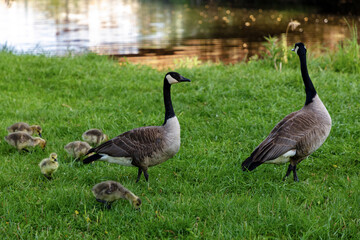 Fototapeta premium Canada geese on green grass with small goslings near riverbank.