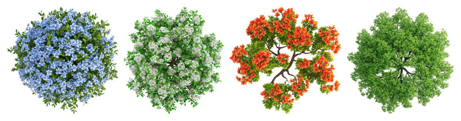 Obraz premium PNG Colorful blooming top-view plants on transparent background