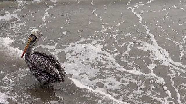 Brown pelican standing at shoreline with incoming waves on sandy beach
