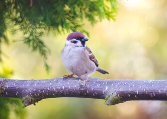 Mazurek (Passer montanus) siedzący na gałęzi drzewa w słonecznym ogrodzie. Mały ptak z rodziny wróblowatych w naturalnym otoczeniu z miękkim tłem bokeh. Fotografia przyrodnicza. © Henryk Niestrój