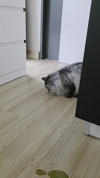 Persian cat vomiting hairball on living room floor