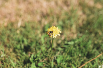 Common Dandelion (Taraxacum officinale) with Bumblebee (Bombus species) © Runic Earth