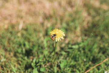 Common Dandelion (Taraxacum officinale) with Bumblebee (Bombus species) © Runic Earth