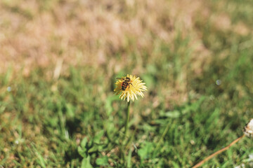 Common Dandelion (Taraxacum officinale) with Bumblebee (Bombus species) © Runic Earth