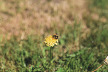 Common Dandelion (Taraxacum officinale) with Bumblebee (Bombus species) © Runic Earth