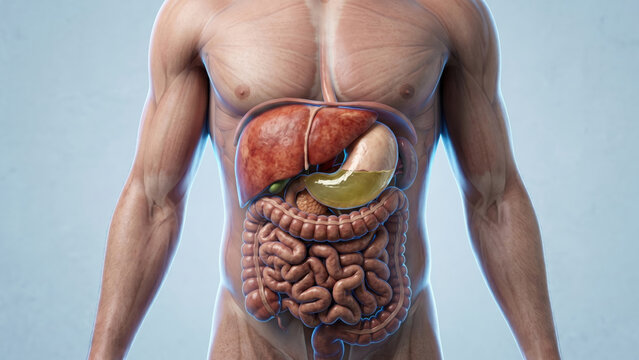 Human digestive system anatomy in a transparent body for medical illustration and education.