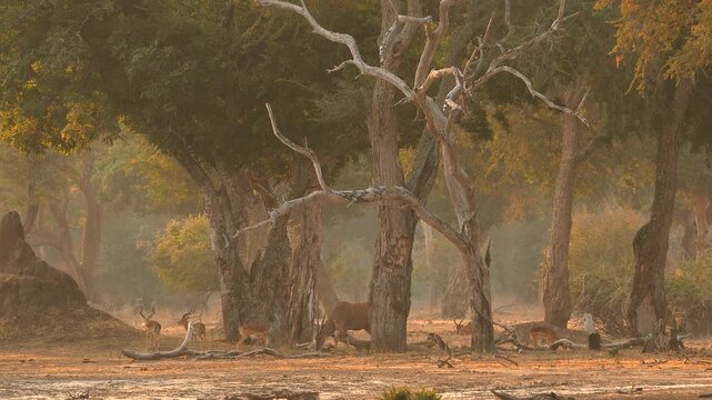 antelopes in fairytale forest, Mana Pools, Zimbabwe 655