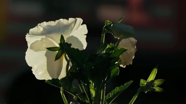 Tokyo,Japan - June 5, 2026: Closeup of pansy illuminated with the Morning sun
